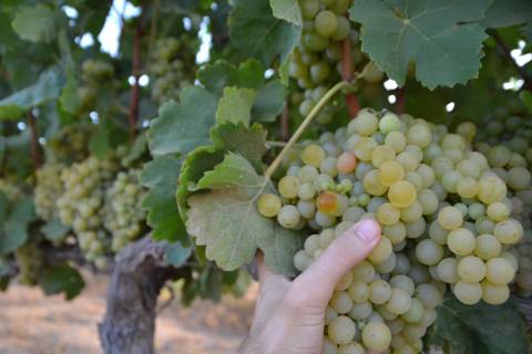 Estado de las uvas de la variedad Merseguera en la viña de la UPCT, la semana previa a la vendimia.