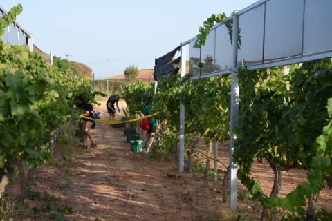 Paneles solares instalados en la Finca Tomás Ferro 