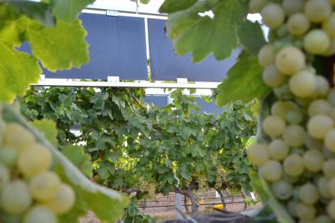 Uvas en la finca Tomás Ferro con paneles solares al fondo.