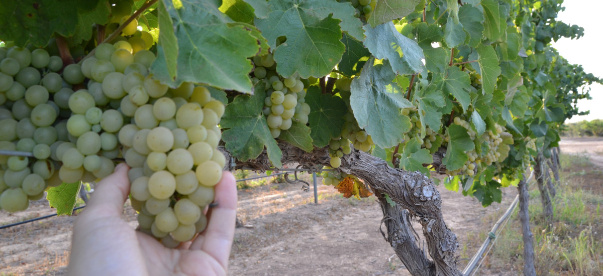 Un centenar de voluntarios vendimian este lunes la uva Merseguera con la que la UPCT elabora el vino Tomás Ferro